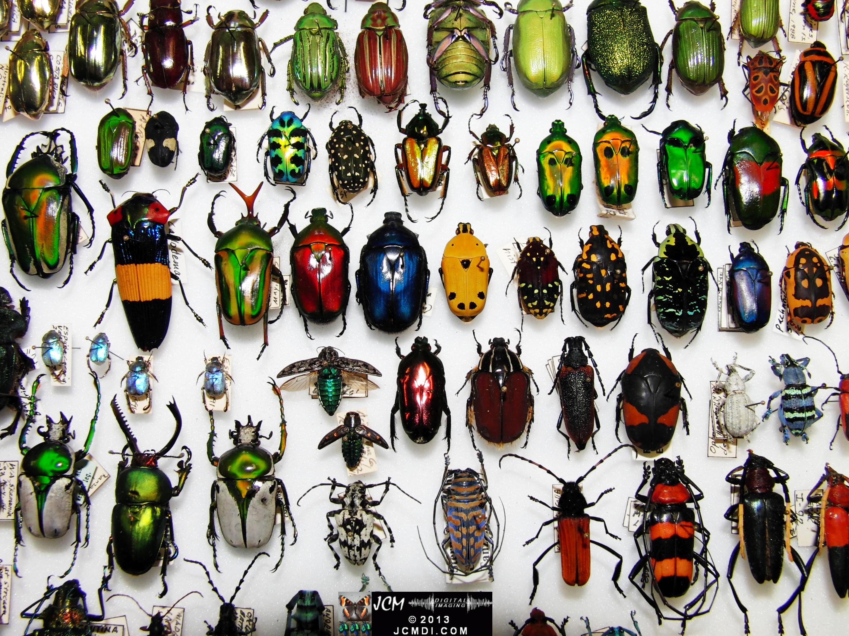 A large collection of colorful beetles 02-20-2010 